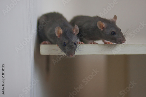 Mouse, rat dear together. two gray rats. family.new