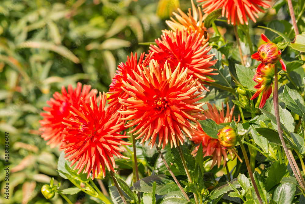 bright orange dahlias in bloom with blurred background and copy space bright orange dahlias in bloom with blurred background and copy space