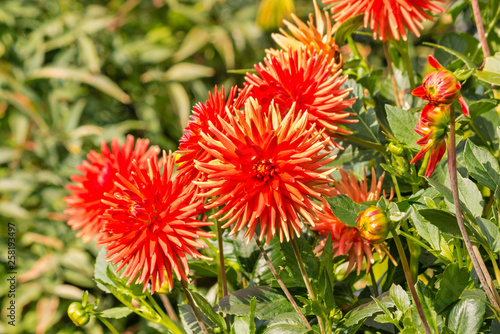 bright orange dahlias in bloom with blurred background and copy space 