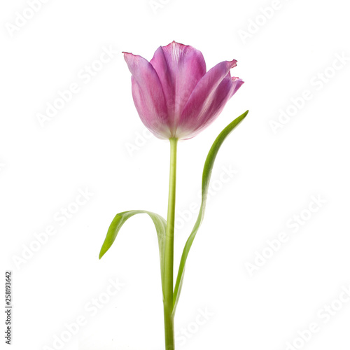 lilac tulip flower head isolated on white © vetre