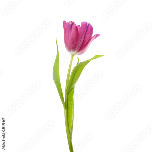lilac tulip flower head isolated on white photo