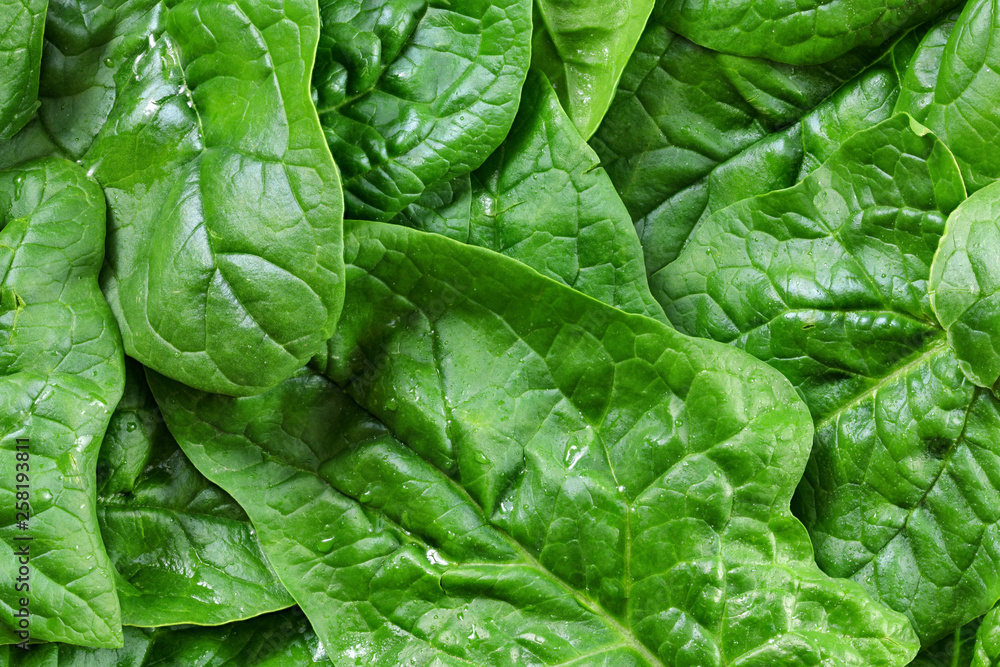 Fototapeta premium Large spinach leaves wet from water drops - detail photo from above, healthy green food concept