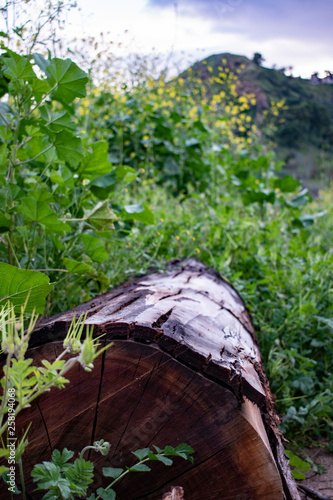 log near plants