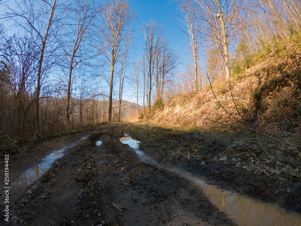Wide angle shot deep in the forrest of trees Wide angle shot deep in the forrest of trees