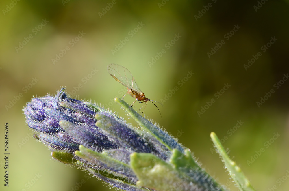 A small winged insect with long tendrils on a large inflorescence of a purple flower on a neutral green background. A small winged insect with long tendrils on a large inflorescence of a purple flower on a neutral green background.