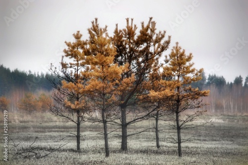Burnt field with burnt young pines and burnt tree trunks