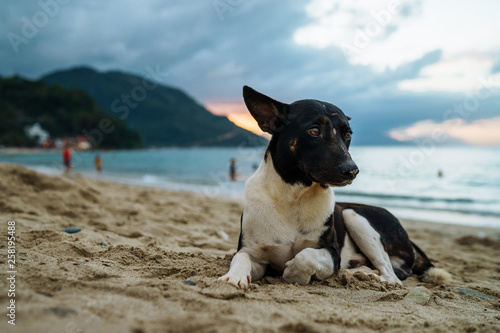 Cute happy street dog sitting and chilling on the beach surrounded by palmtrees, rocks and sea