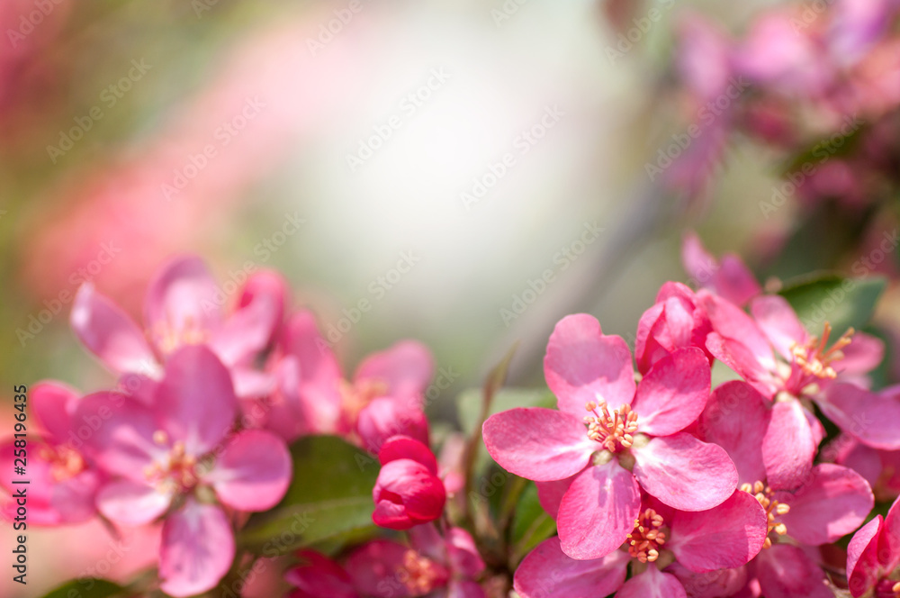 Close-up flowering apple tree, red flower, free space for your text Close-up flowering apple tree, red flower, free space for your text
