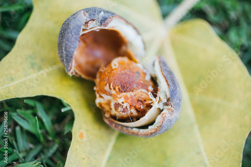 Hilo, Hawaii - Inside Hawaiian Kukui (candlenut) seed