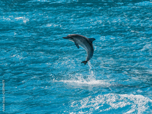 Kauai  Hawaii - Baby Hawaiian Spinner dolphin jumping