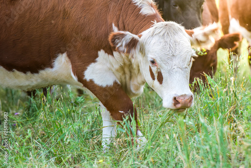 White face cow in the Argentine countryside © foto4440