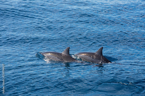 Kauai, Hawaii - Two Spinner Dolphins at surface