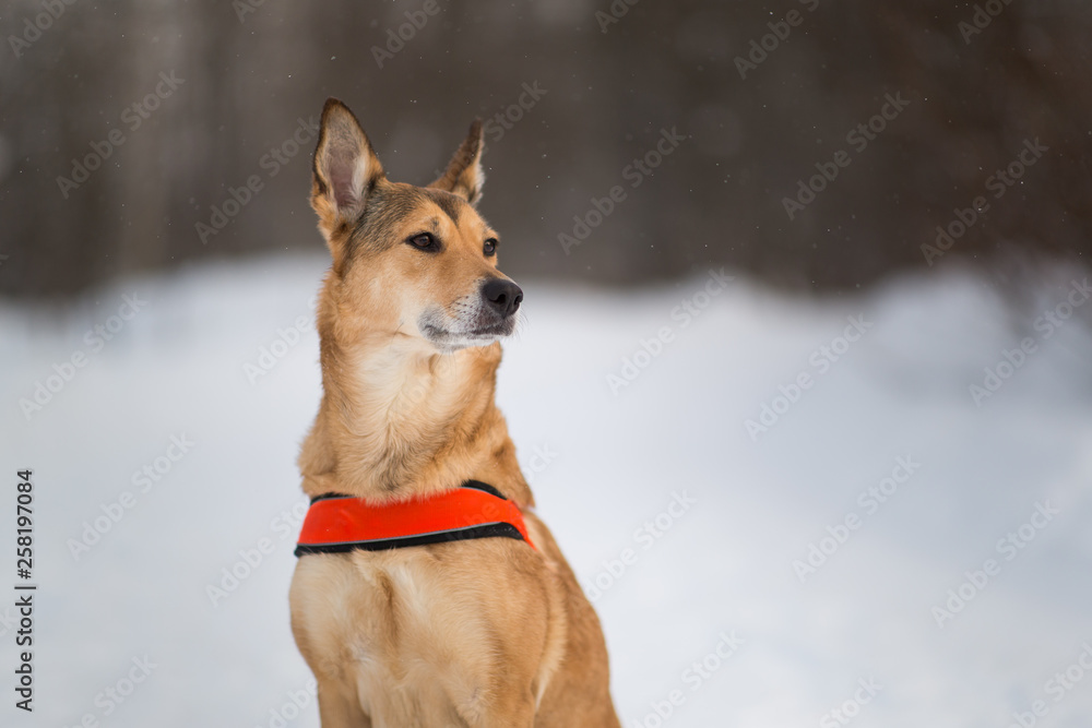 Cute mixed breed dog walking in a park. Mongrel in the snow Cute mixed breed dog walking in a park. Mongrel in the snow
