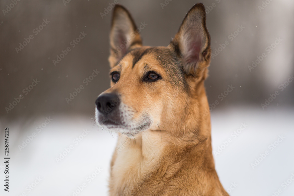 Cute mixed breed dog walking in a park. Mongrel in the snow
