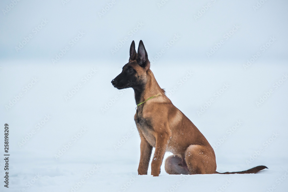 Belgian Shepherd Dog in winter. Snowing background. Winter forest