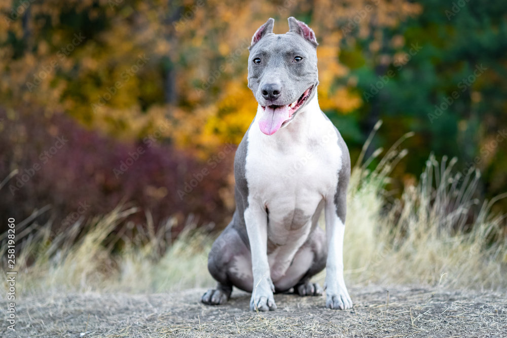 portrait cute dog blue american staffordshire terrier pit bull puppy standing on a stump in the forest in nature