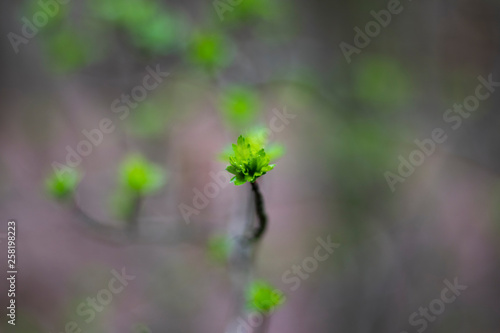 Springtime new leaf growth on tree with shallow depth of field 