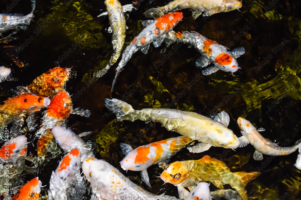 Colorful fancy carp fish, koi fish Colorful fancy carp fish, koi fish