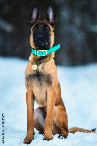 Belgian Shepherd Dog in winter. Snowing background. Winter forest photo