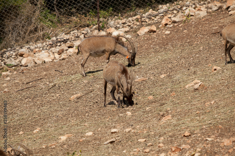 Mountain goats in israel Mountain goats in israel