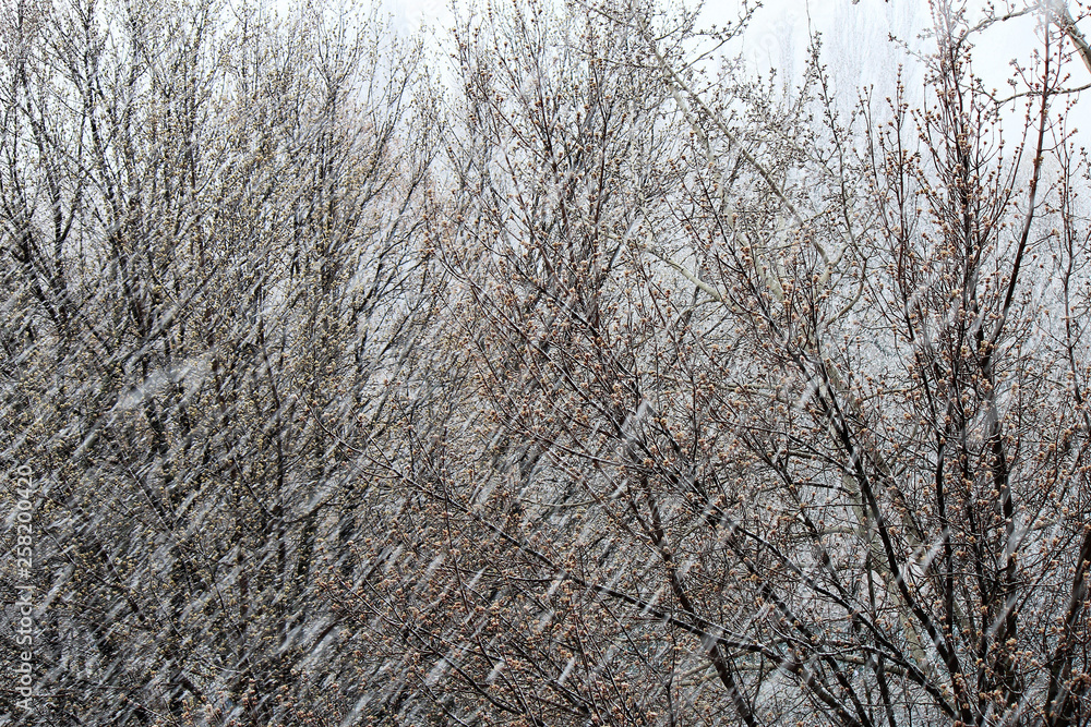 unexpected spring snow unexpected spring snow