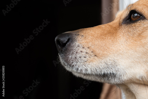 Portrait of mixed breed dog, isolated on black