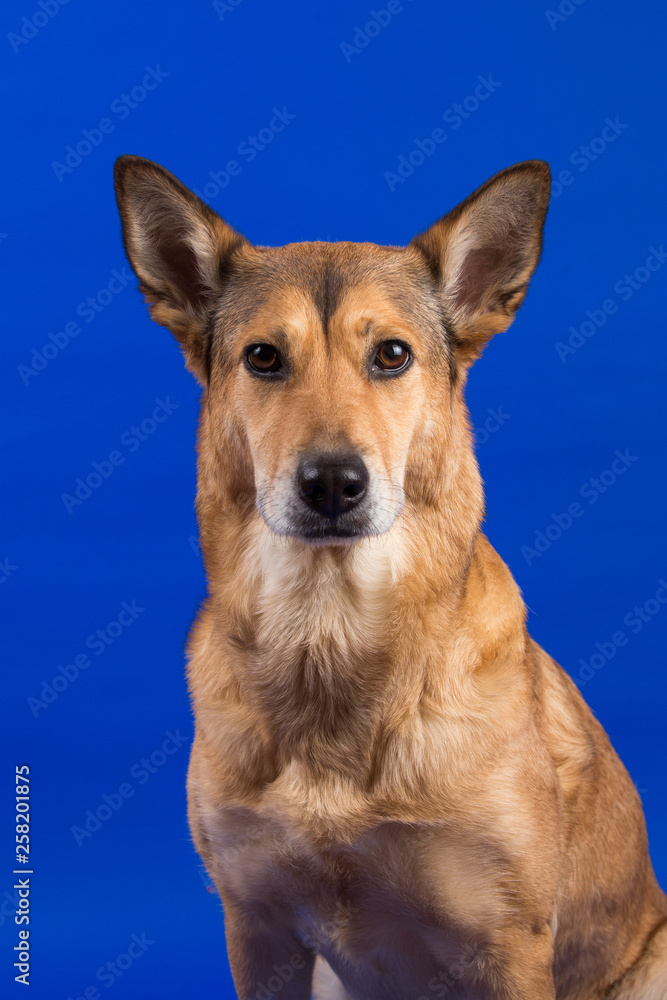Charismatic red hair dog sitting and looking at camera. Charismatic red hair dog sitting and looking at camera.