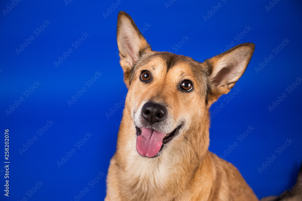 Charismatic red hair dog sitting and looking at camera. Charismatic red hair dog sitting and looking at camera.