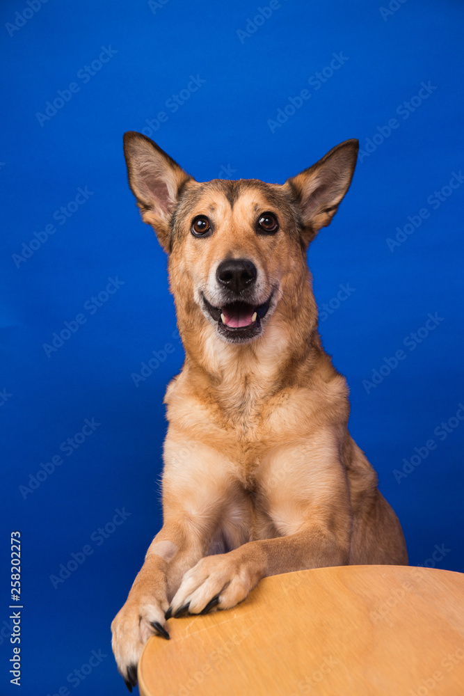 Charismatic red hair dog sitting and looking at camera.