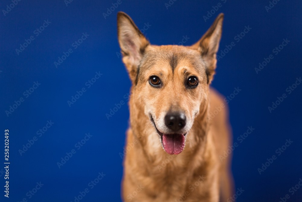 Charismatic red hair dog sitting and looking at camera.