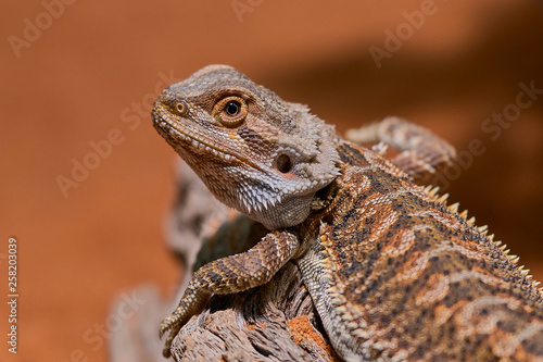 portrait color photo of a bearded dragon