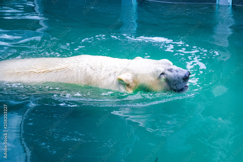 Naklejka premium polar bear