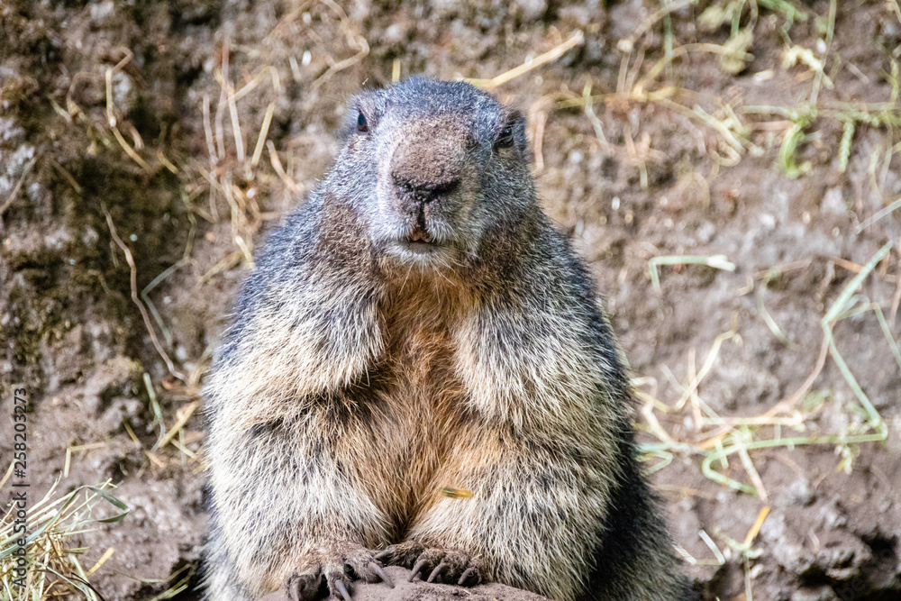 marmot looking into the camera marmot looking into the camera