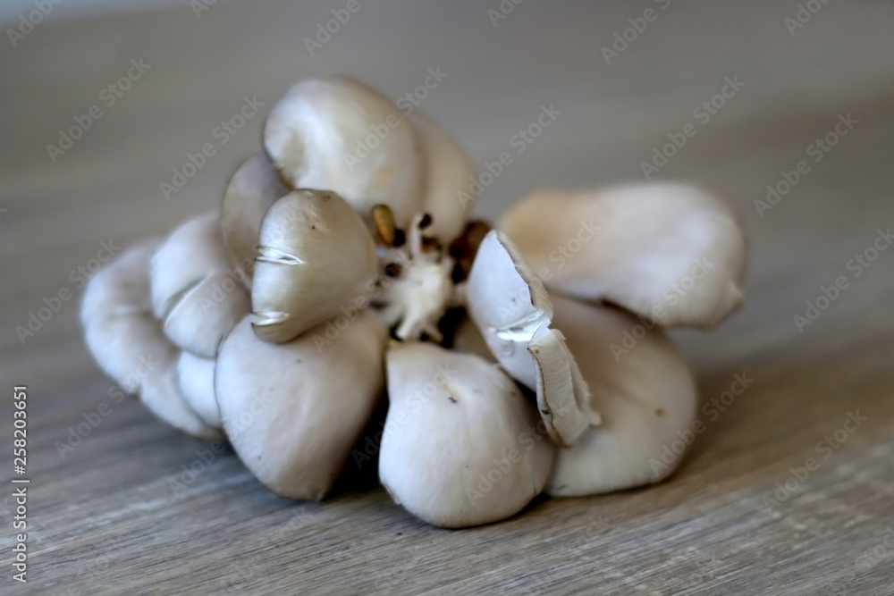 Fototapeta premium Beautiful oyster mushroom on a wooden table. Selective focus.