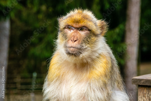 peaceful monkey relaxing and thinking
