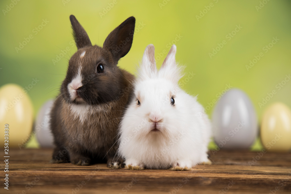 Little cute baby rabbit and easter eggs Little cute baby rabbit and easter eggs