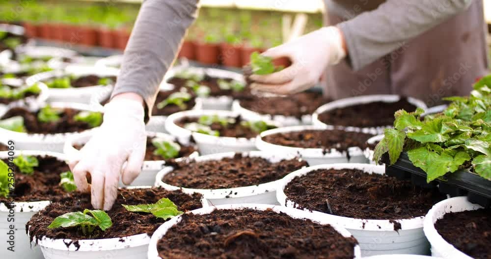 Male Botanist Planting Saplings In Pots Male Botanist Planting Saplings In Pots