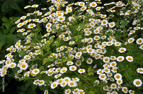 In nature bloom chamomile Dalmatian photo