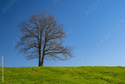 Lonely tree in a meadow