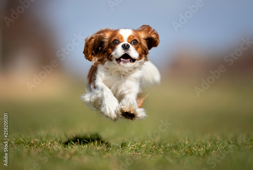 Fototapeta Naklejka Na Ścianę i Meble -  Portrait of a dog