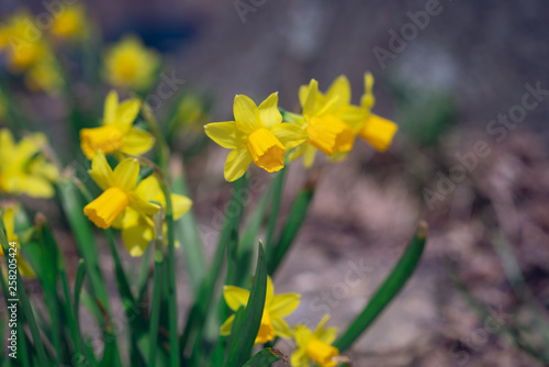 Fototapeta Naklejka Na Ścianę i Meble -  Close-up of yellow daffodil flowers in the spring time