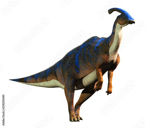 A parasaurolophus, a type of herbivorous ornithopod dinosaur of the hadrosaur family stands on two legs.  This prehistoric animal is on a solid white background. 3D Rendering © Daniel Eskridge
