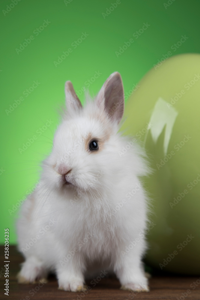 Obraz premium Bunny, rabbit and easter eggs on green background