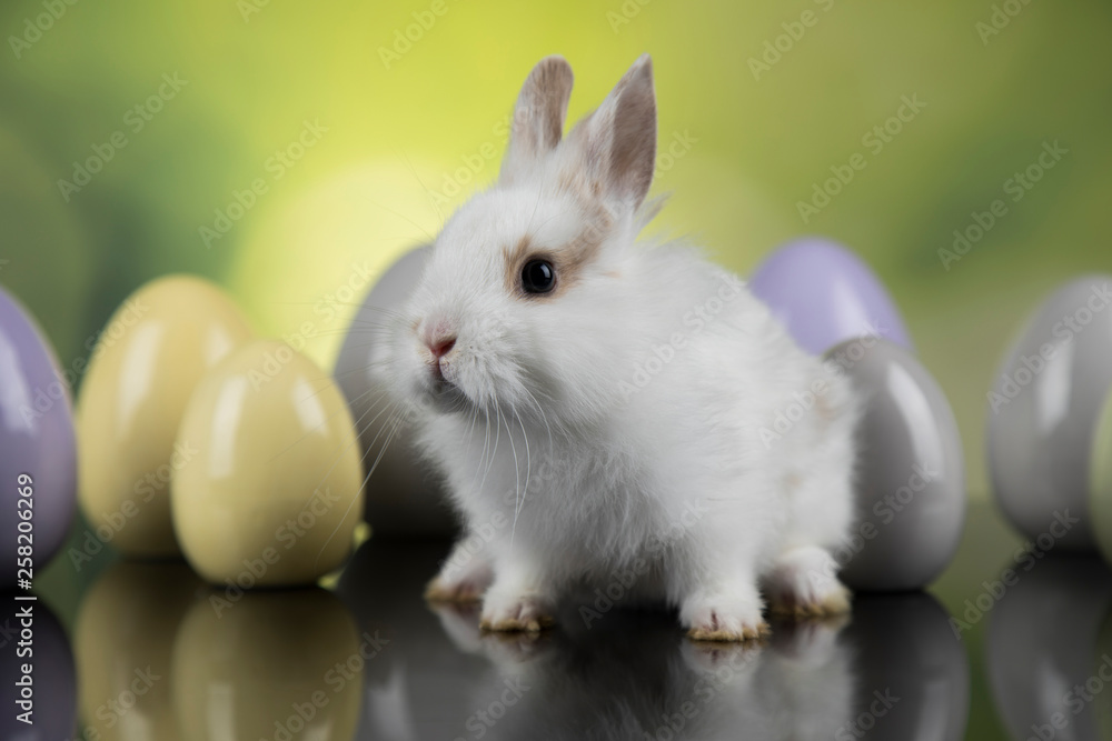 Bunny with Easter eggs on green background