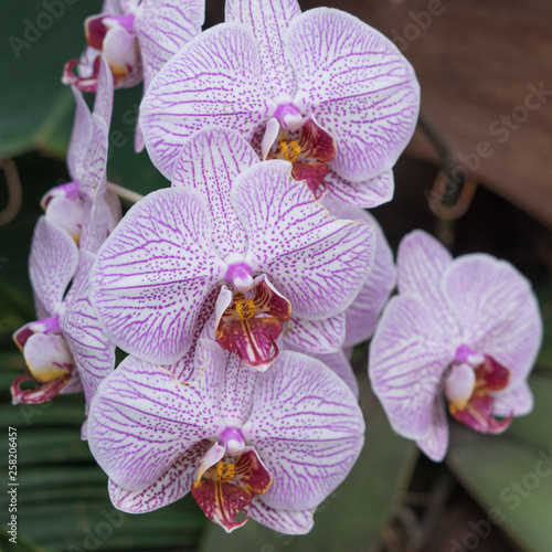 Pink-wei  e Schmetterlingsorchidee  Phalaenopsis 