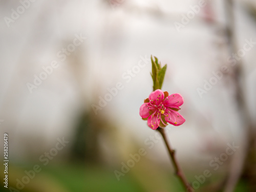 Blüte freigestellt