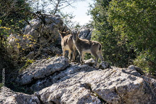 Long horn sheep on rocks in the mountain of torcal de antequera, spain