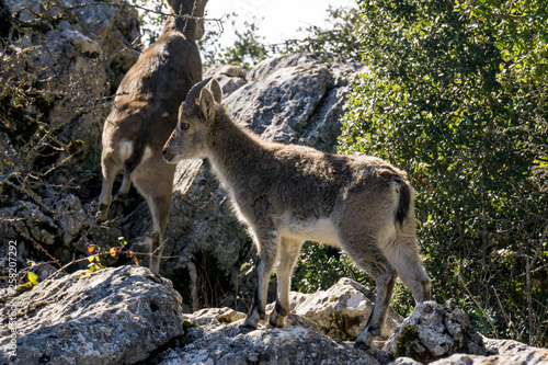 Long horn sheep on rocks in the mountain of torcal de antequera, spain