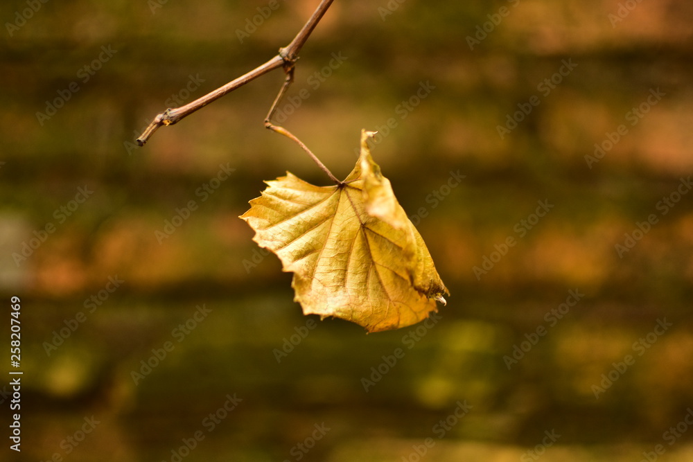 Obraz premium Otoño