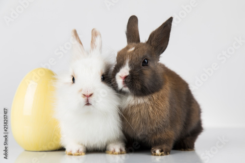Easter animal holiday, and eggs white background